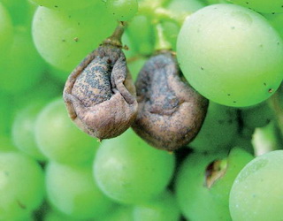 Усі європейські сорти винограду схильні до ураження чорною гниллю